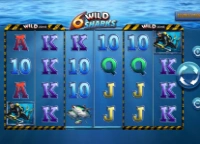 6 Wild Sharks
